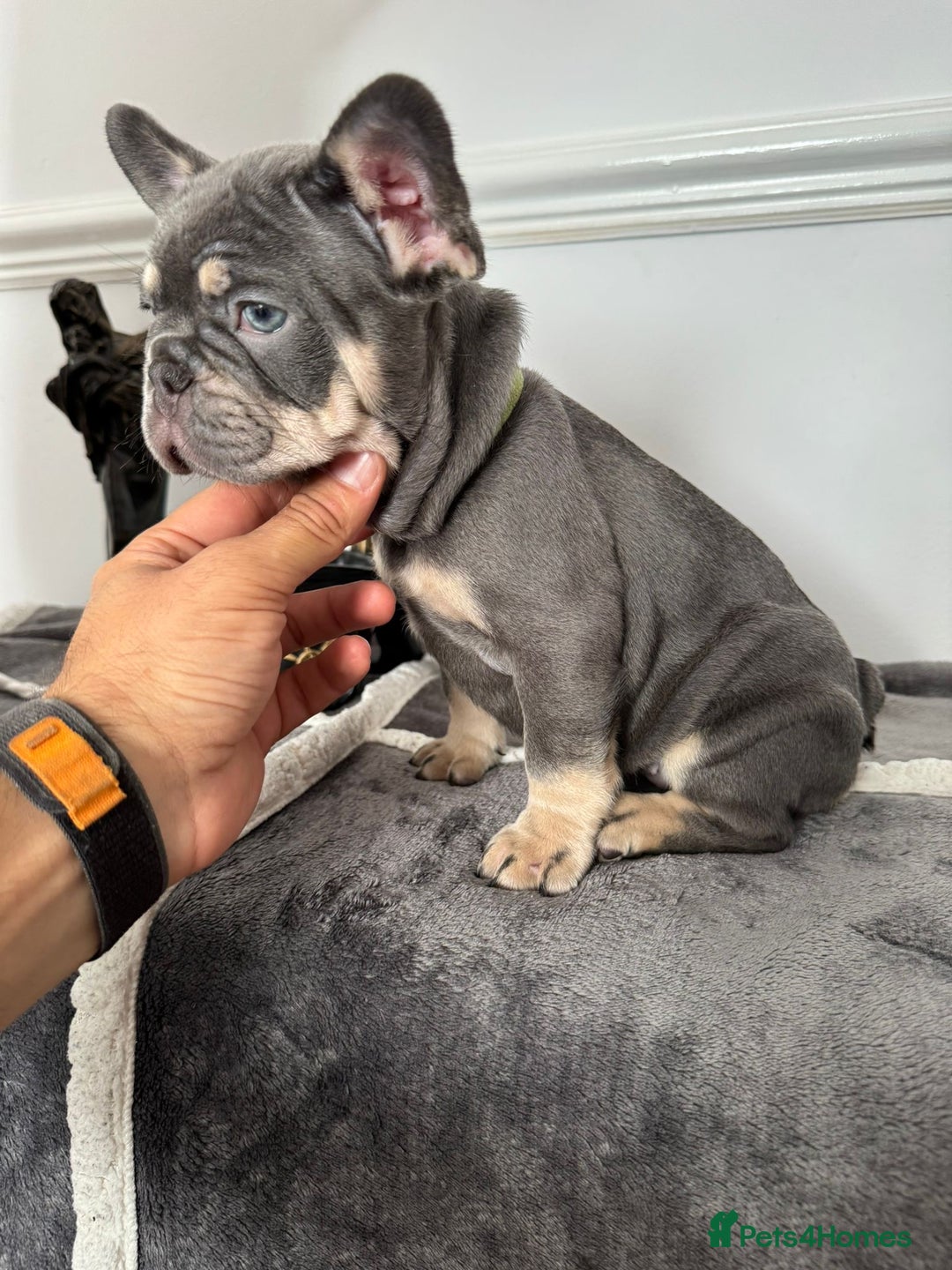 French Bulldog dogs for sale: Kc Registered 5 Generation Pedigree Quality  - Image 5