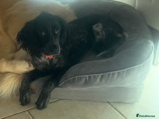 Sprocker dogs Sprocker - Female - Advert 6