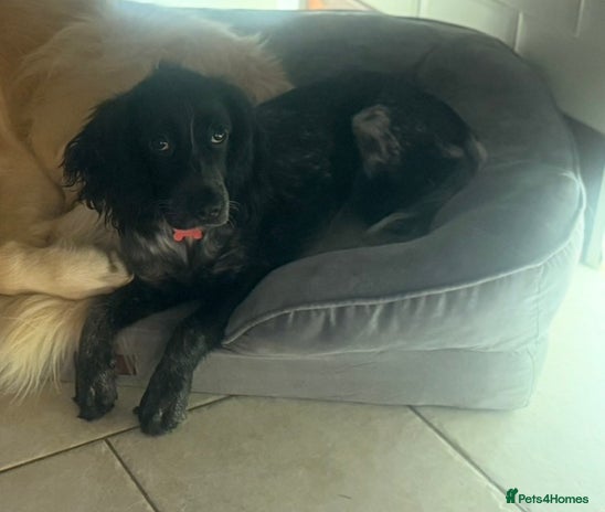 Sprocker dogs Sprocker - Female - Advert 1