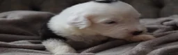 Old English Sheepdog dogs for sale: Stunning KC Registered Old English Sheepdog Pups - Advert 16