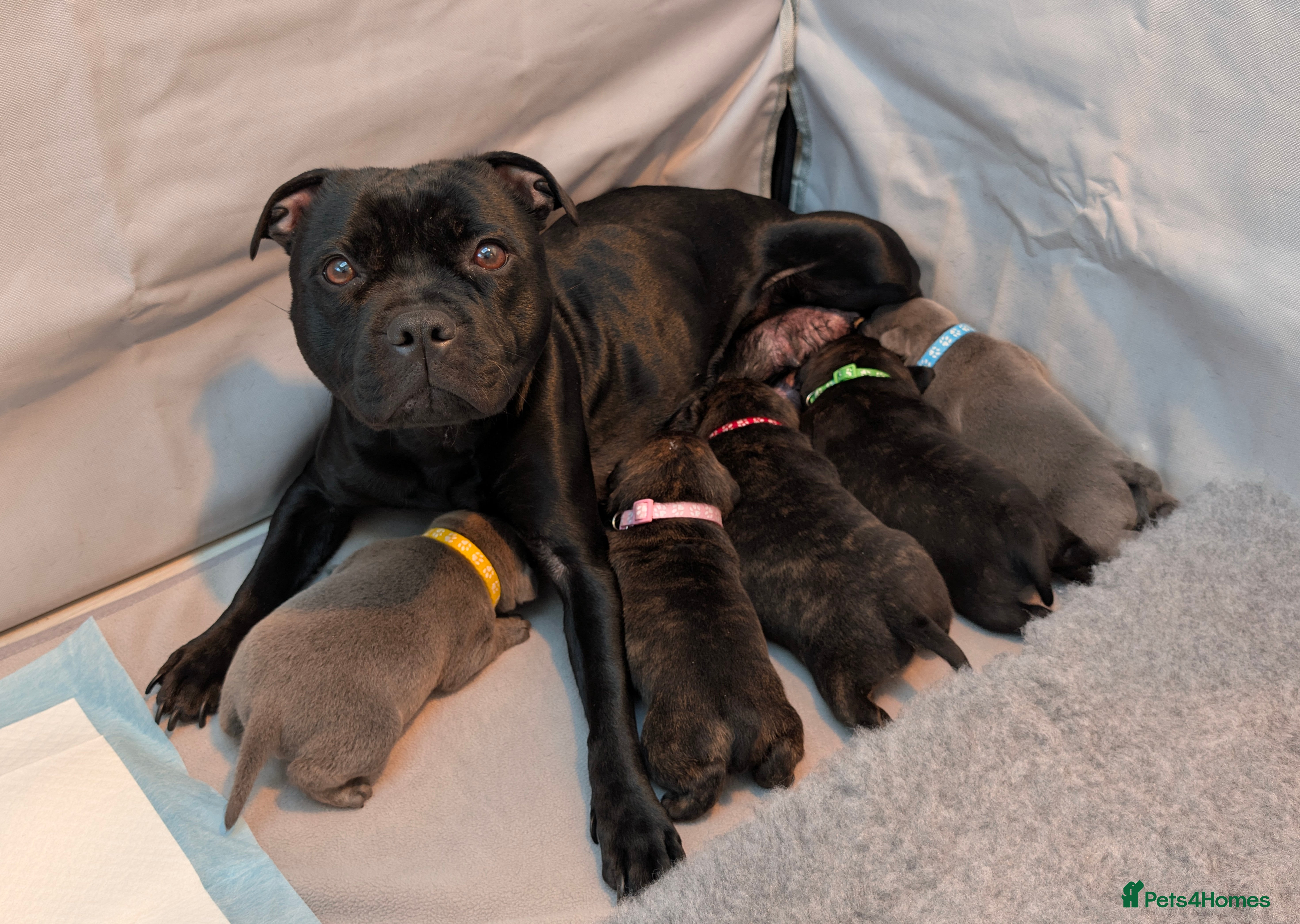 Staffordshire Bull Terrier dogs Highest Quality RKC Registered, Staffy Pups - Advert 5