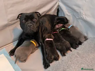 Staffordshire Bull Terrier dogs Highest Quality RKC Registered, Staffy Pups - Advert 5