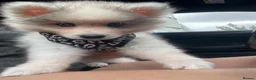 Pomsky dogs for sale: Pomsky Puppies - Advert 4