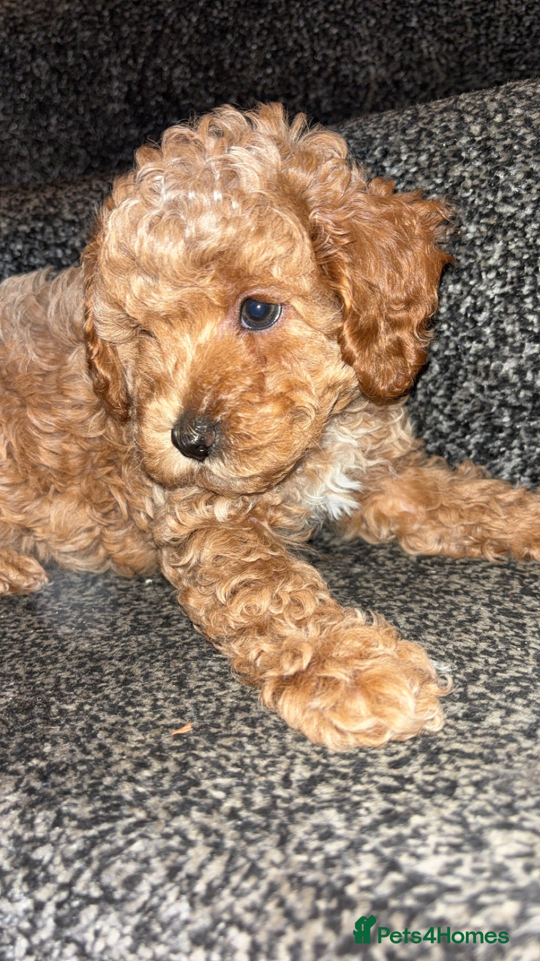 Cavapoo dogs for sale:  Cavapoo puppies  - Advert 22