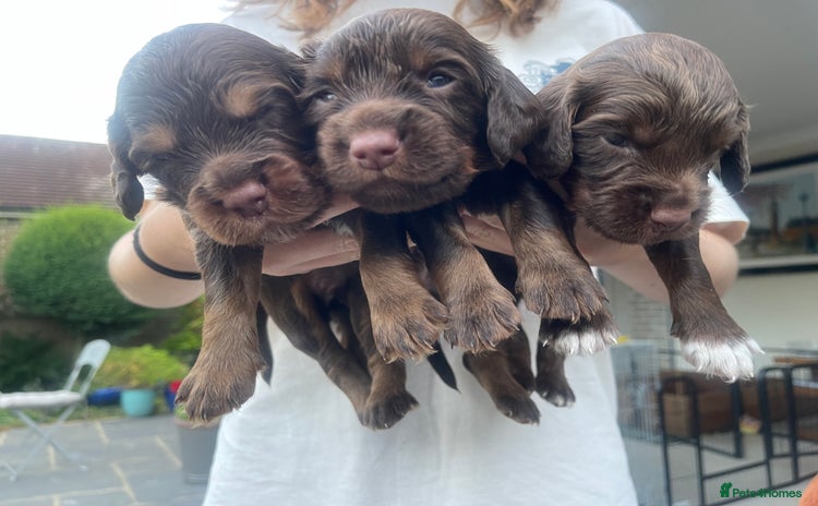 Cocker Spaniel dogs - Advert 3