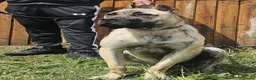 Presa Canario dogs for sale: Female Presa Canario (10 weeks) in Coventry - Advert 4