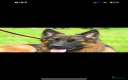 German Shepherd dogs for sale: GLENCONNER KC REGISTERED GERMAN SHEPHERD PUPS  - Image 14