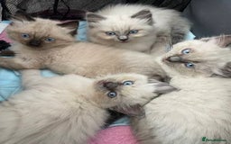 Ragdoll cats for sale: Humble Blue eyes Ragdoll kittens up for sales - Image 6