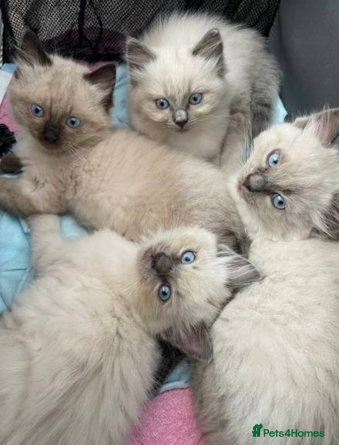 Ragdoll cats for sale: Humble Blue eyes Ragdoll kittens up for sales - Image 6
