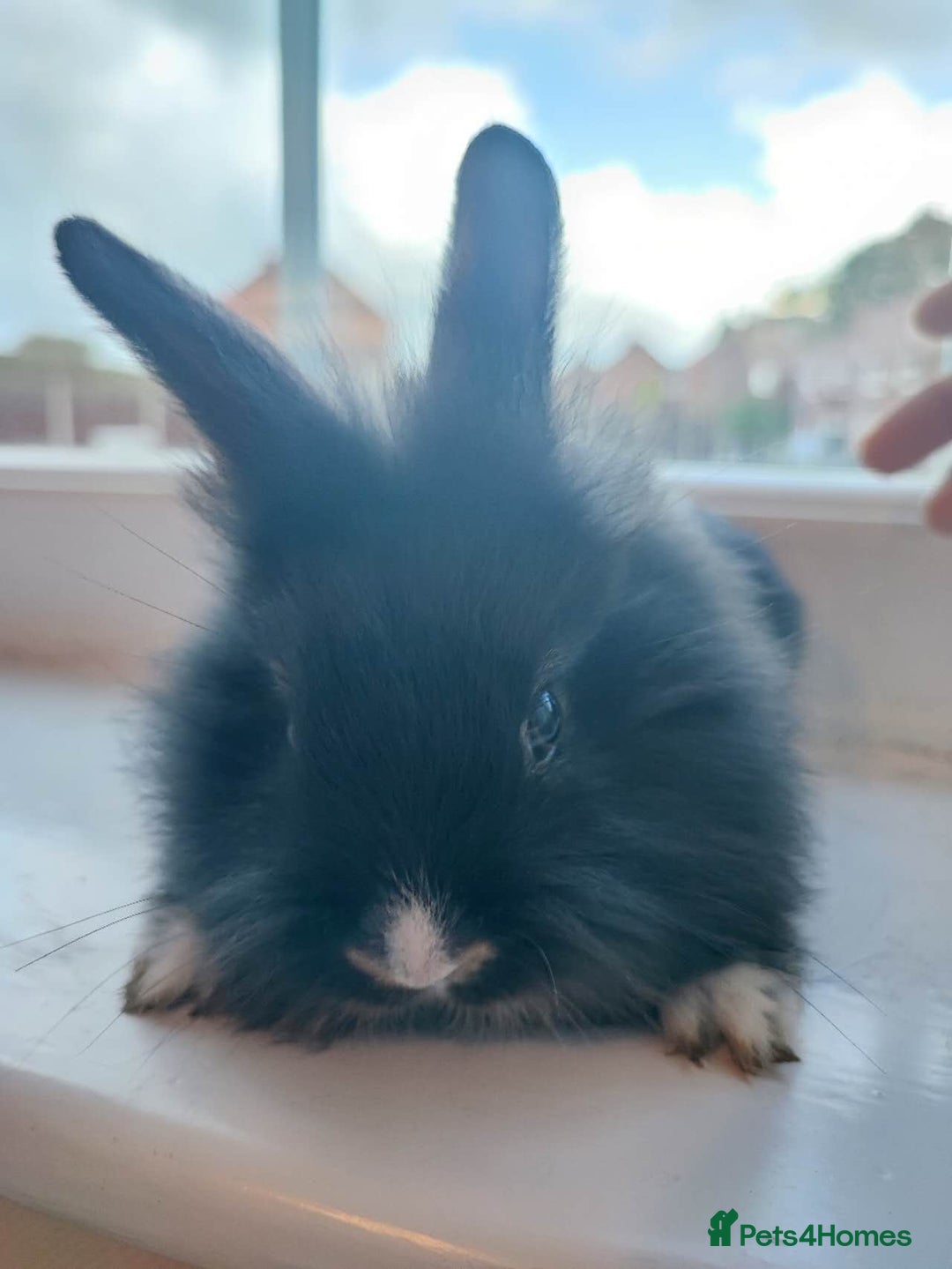 Dwarf Lop rabbits for sale: A cute little rabbit - Image 5