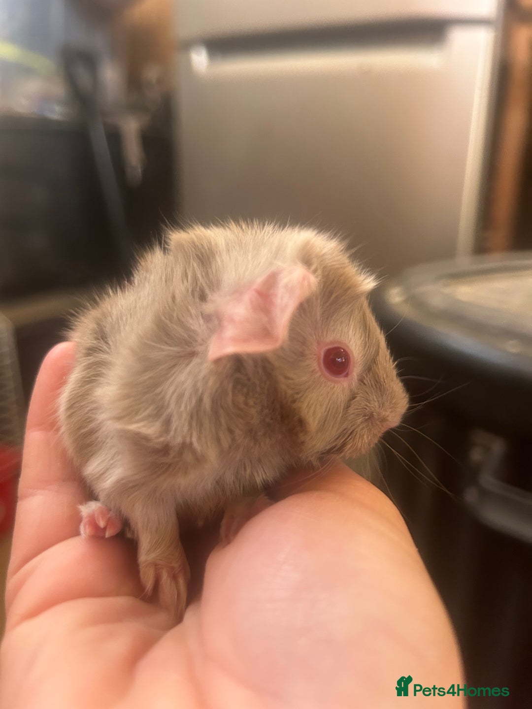 Guinea Pig rodents for sale: Litter of 6 beautiful baby Abyssinian guinea pigs - Image 13