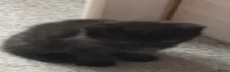 Mixed Breed cats for sale: Beautiful mixed breed kittens  - Advert 18