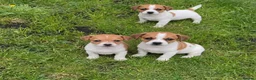 Jack Russell dogs for sale: Jack Russell pups - Advert 2