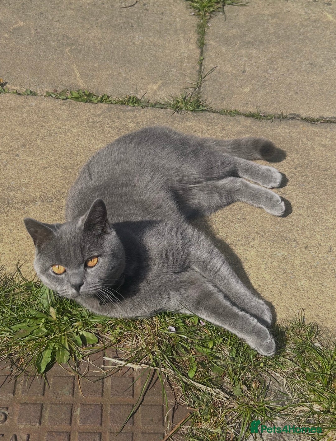 British Shorthair cats for sale: Loki the male BSH  - Advert 7