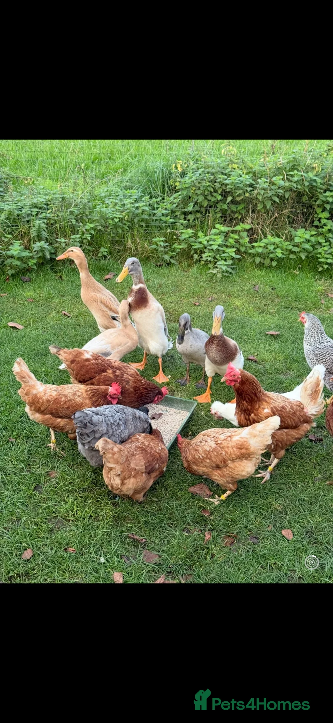 Ducks poultry for sale: Indian Runner ducks in Pewsey - Advert 2