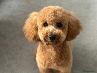Toy Poodle dogs Pure Toy Puddle for stud service - Advert 7