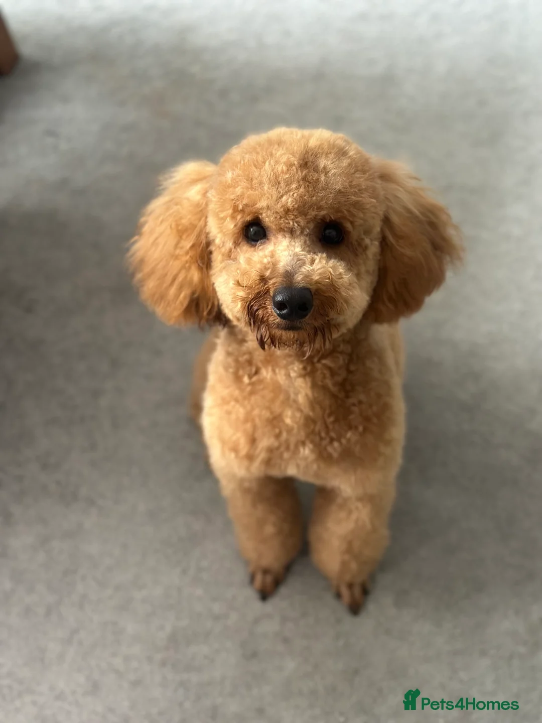 Toy Poodle dogs for stud: Pure Toy Puddle for stud service  - Advert 1