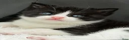 Mixed Breed cats for sale: Scottishfold mixbreed - Advert 4