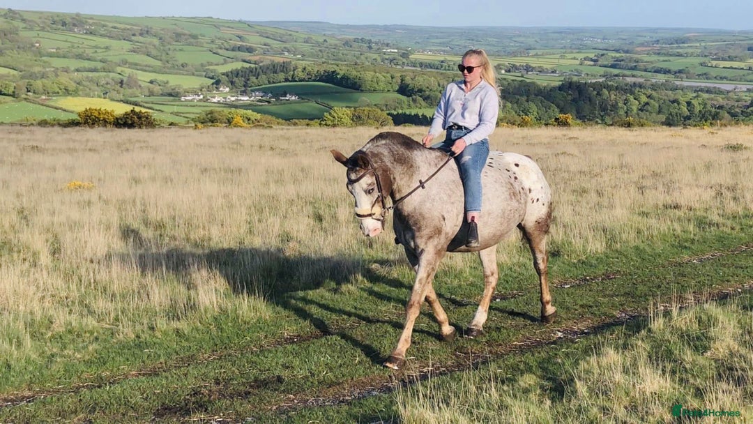 Appaloosa horses for sale: Perfect allrounder for sale - Image 8