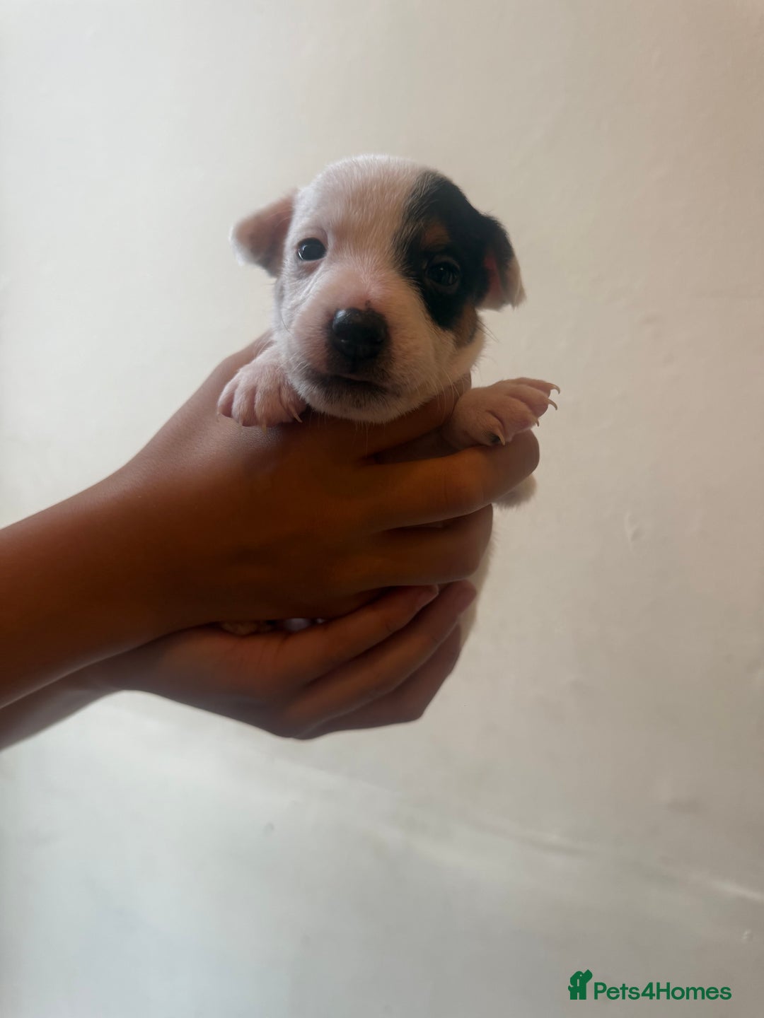 Jack Russell dogs for sale: Beautiful Jack Russell Litter - Image 23