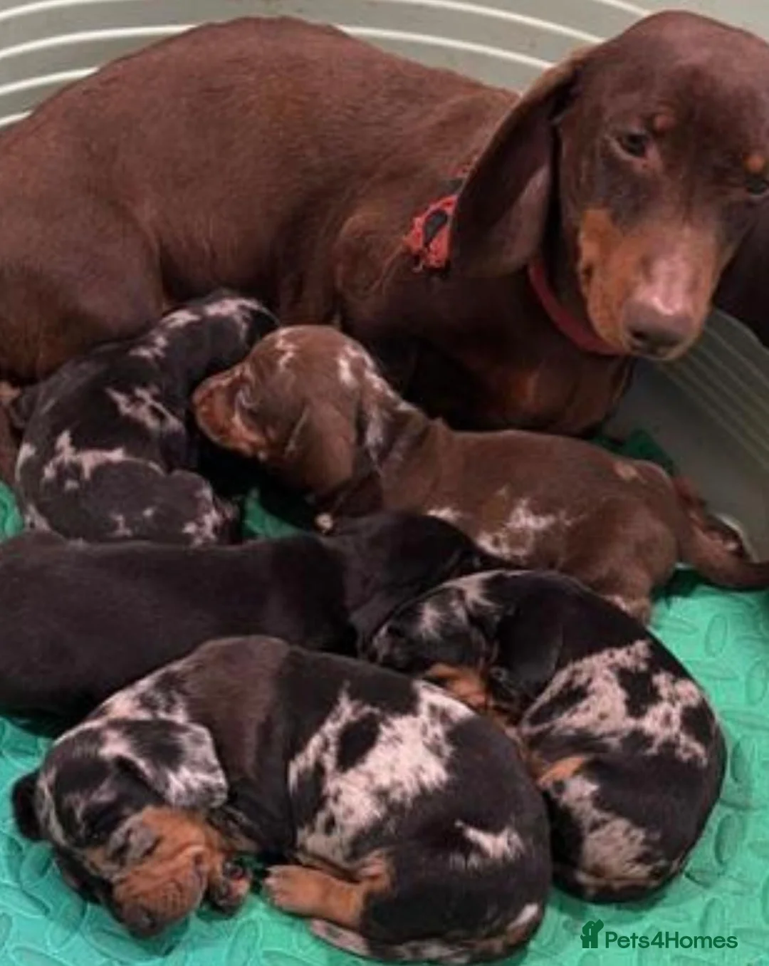 Dachshund dogs for sale: Full breeds daschund - Advert 1