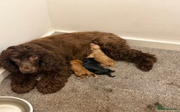 Cocker Spaniel dogs for sale: Cocker spaniel  - Image 1