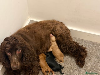 Cocker Spaniel dogs - Advert 1