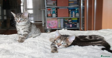 Bengal cats - Advert 1