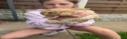 Mixed Breed rabbits for sale: Baby rabbits and mother and father for sale  in Daventry - Advert 4