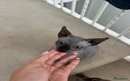 Sphynx cats for sale: Dark grey canadian sphynx boy for sale  - Image 1