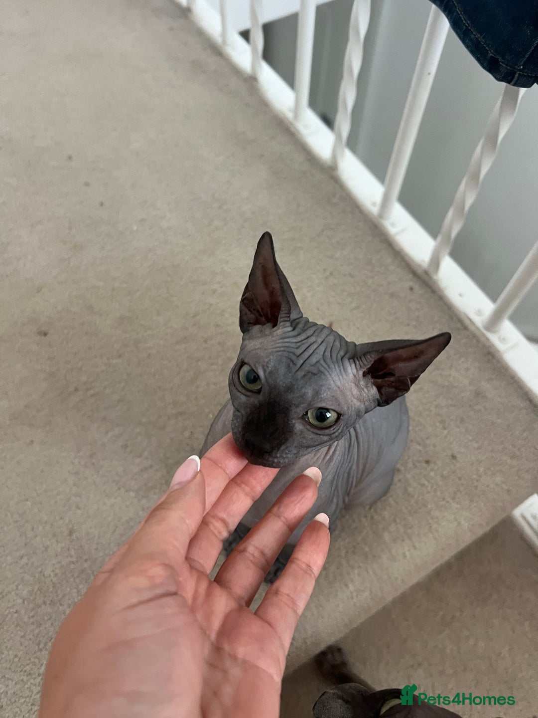 Sphynx cats for sale: Dark grey canadian sphynx boy for sale  - Image 1