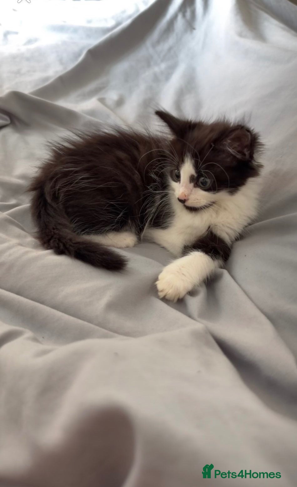 Mixed Breed cats  1 black and white male kitten - Advert 3