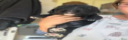 Newfoundland dogs for sale: WAITING LIST OPEN FOR NEXT KC REGISTERED LITTER - Advert 4
