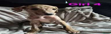 Lurcher 6