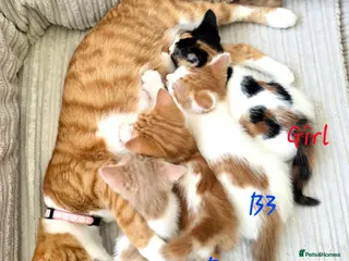 Mixed Breed cats Adorable kittens looking for their forever homes - Advert 2
