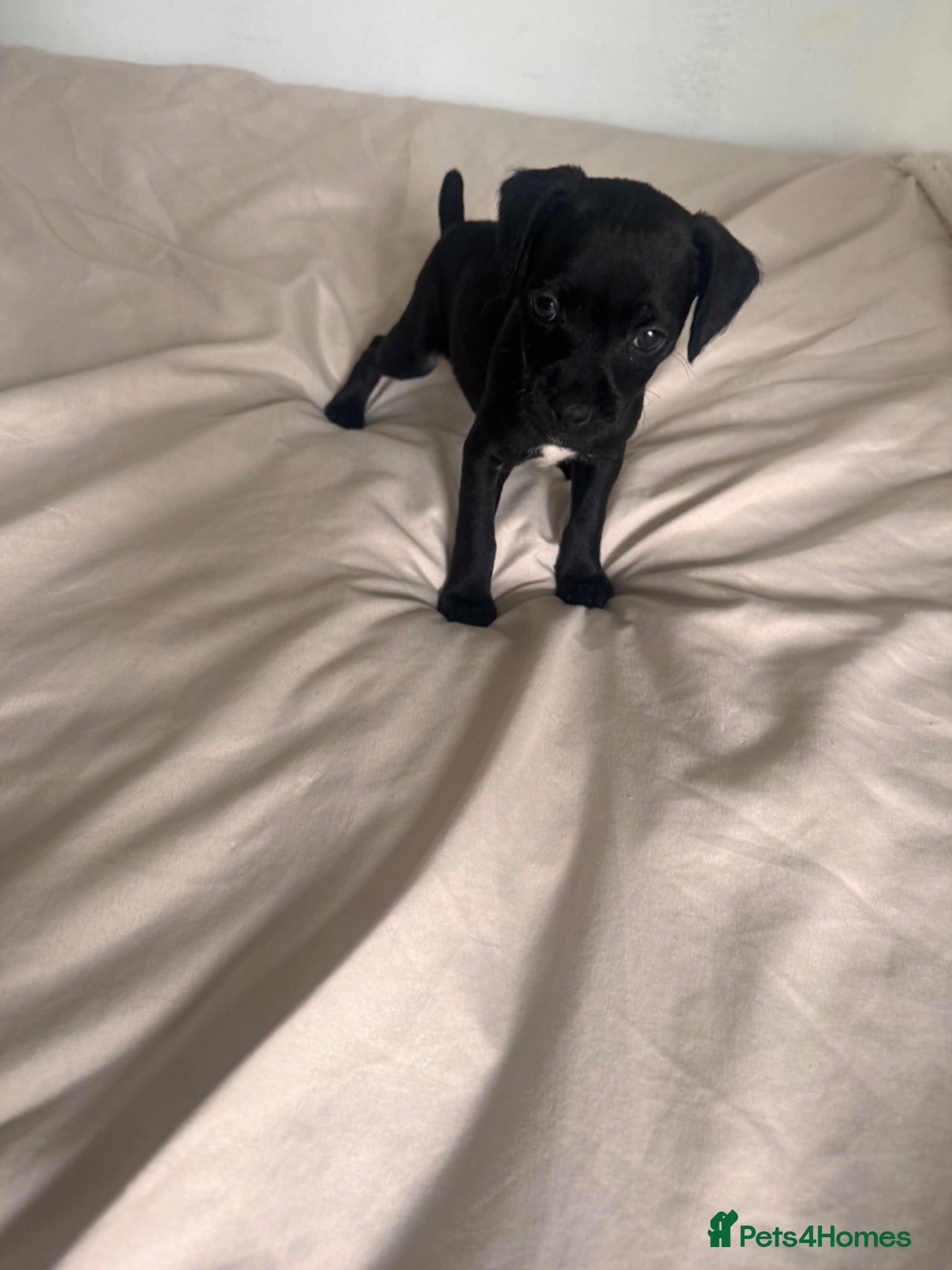 Patterdale Terrier dogs Beautiful Black Patterdale Terrier Puppy - Advert 17