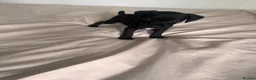 Patterdale Terrier dogs for sale: Beautiful Black Patterdale Terrier Puppy in Cleator Moor - Advert 1