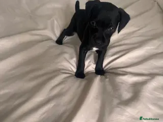 Patterdale Terrier dogs Beautiful Black Patterdale Terrier Puppy - Advert 1