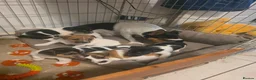 Jack Russell dogs for sale: Cutie pie Jack Russell puppies  - Advert 7