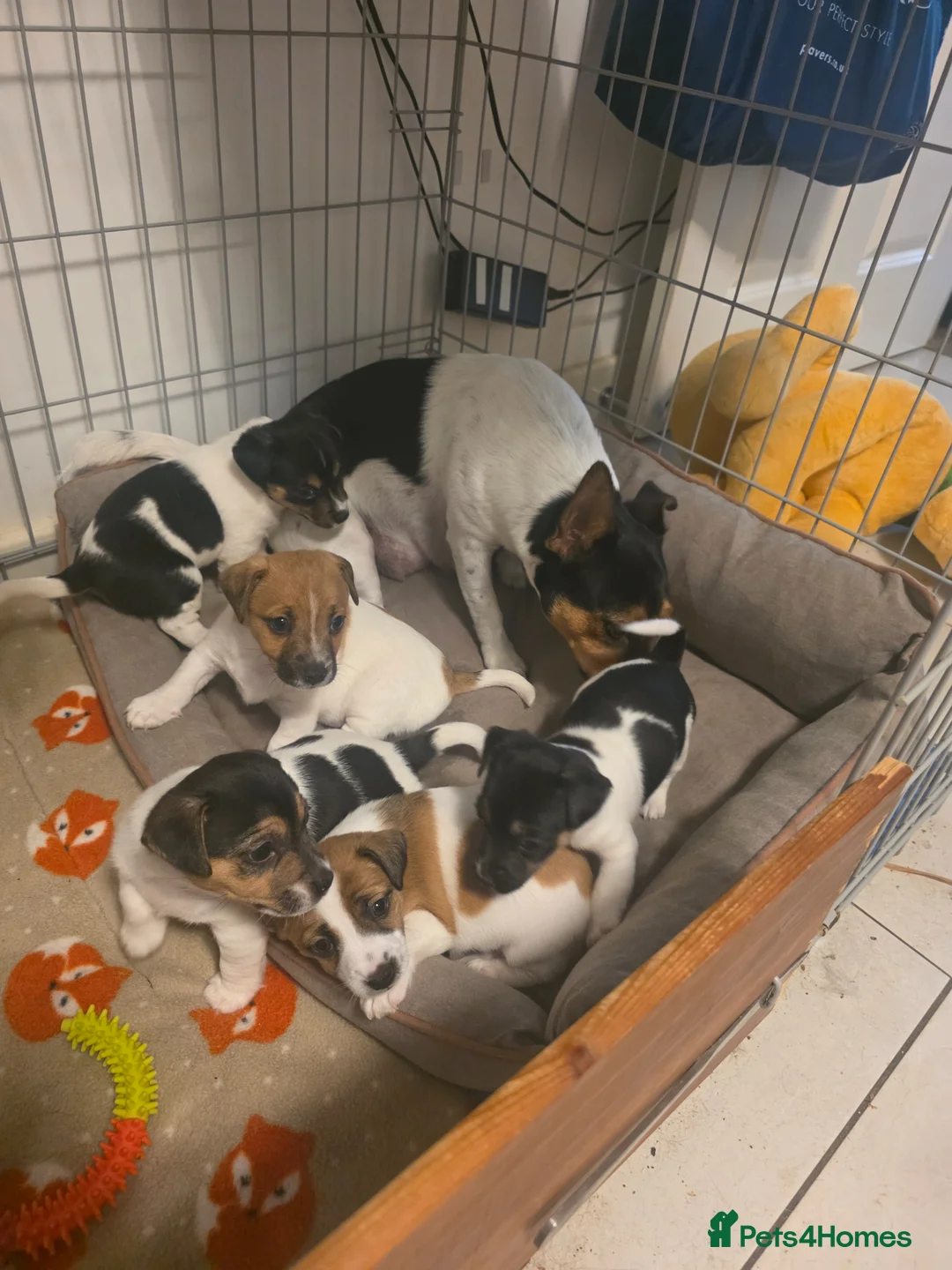 Jack Russell dogs for sale: Cutie pie Jack Russell puppies  - Advert 7