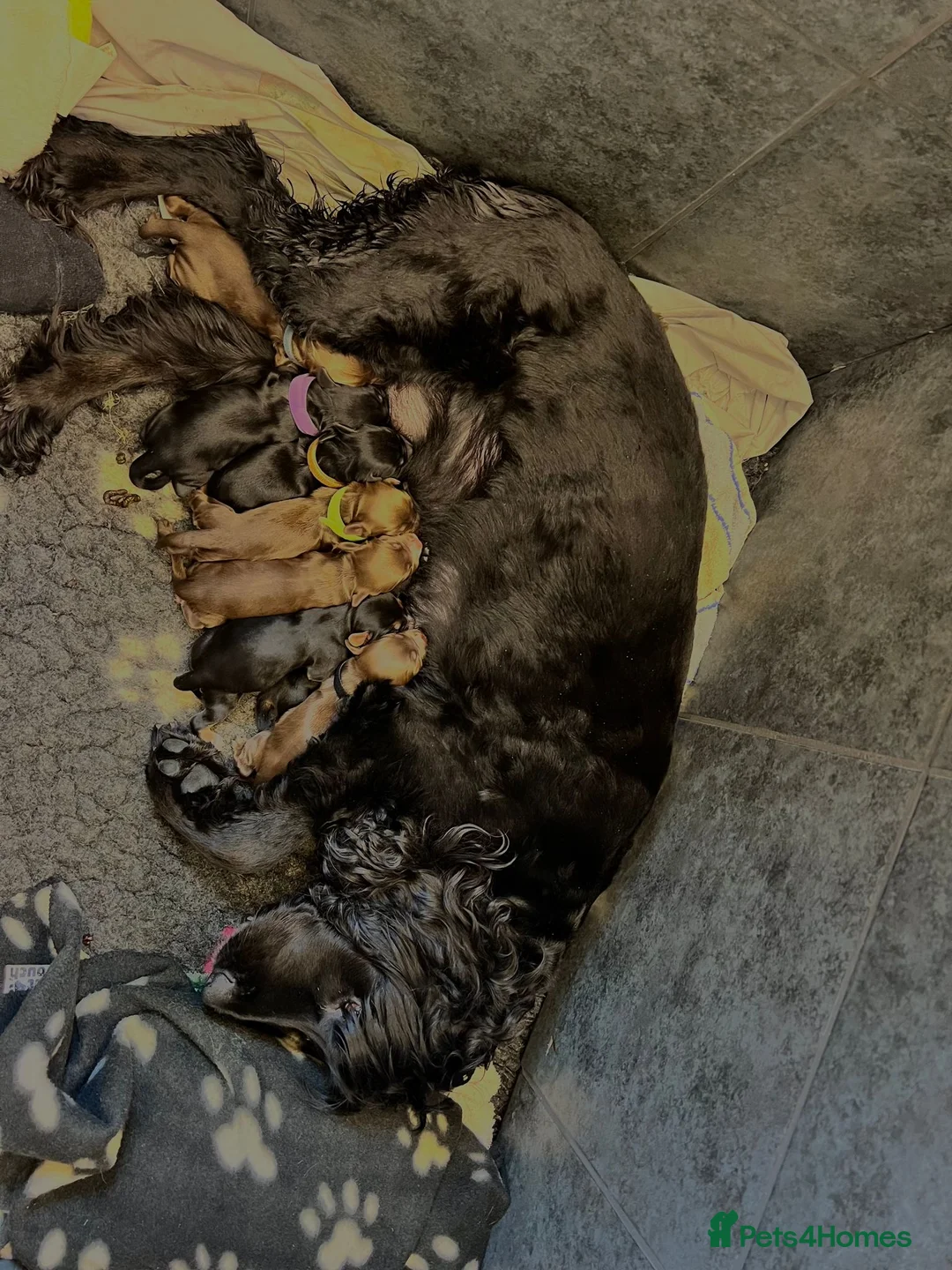 Toy Poodle dogs for stud: Proven red toy poodle For stud  ( Health tested )  in Rotherham - Advert 17