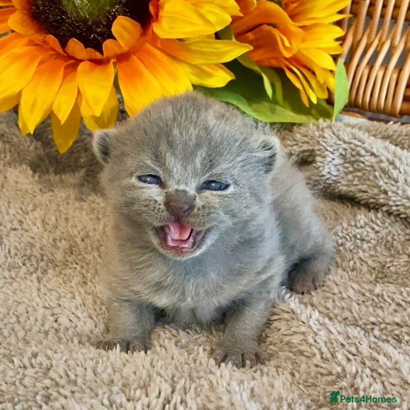 Scottish Fold cats 🧸QUALITY TICA REG FAWN SCOTTISH/BSH 😻🧸 - Advert 16