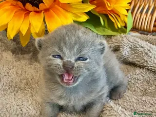 Scottish Fold cats 🧸QUALITY TICA REG FAWN SCOTTISH/BSH 😻🧸 - Advert 2