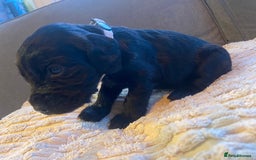 Cocker Spaniel dogs for sale: 10 Gorgeous KC Cocker Spaniel Puppies - Image 4