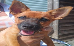 Mixed Breed dogs for sale: Jack Russell x dashhound - Image 1