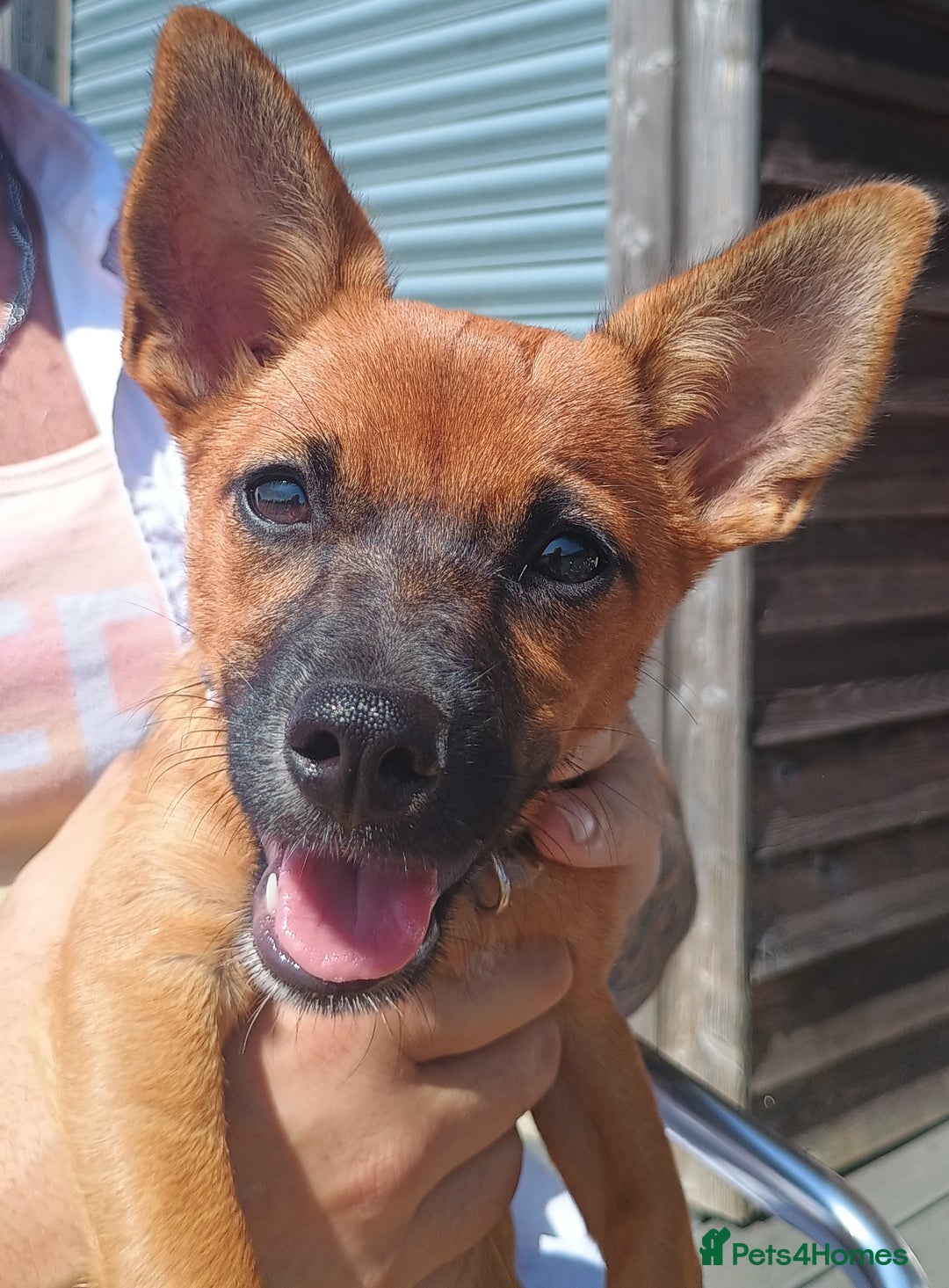 Mixed Breed dogs for sale: Jack Russell x dashhound - Image 1