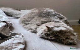 British Longhair cats for sale: Spayed British Longhair Female Adult - Image 7
