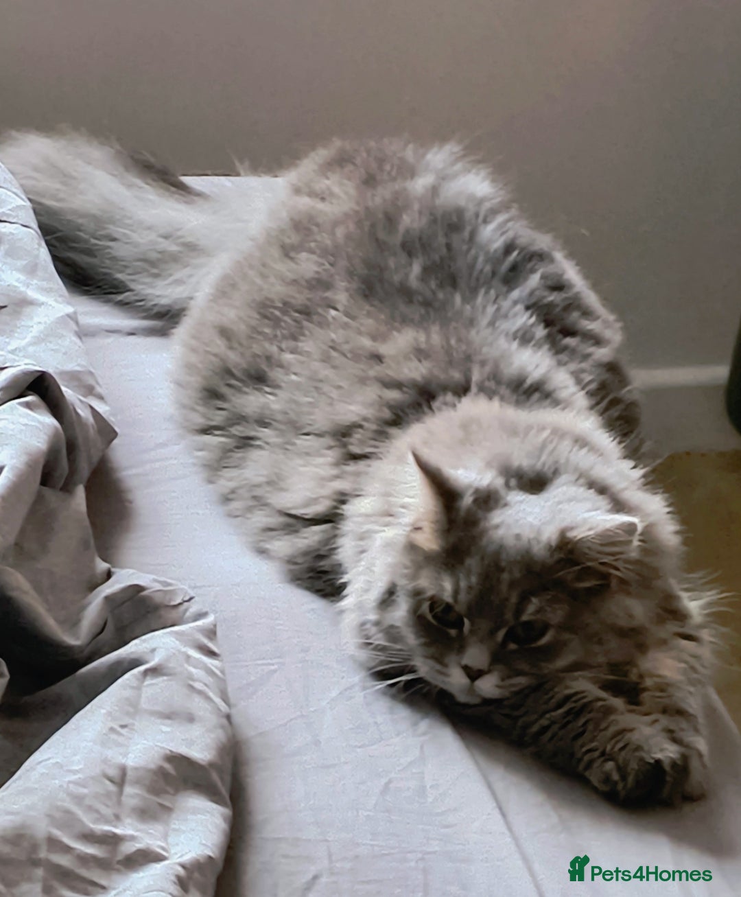 British Longhair cats for sale: Spayed British Longhair Female Adult - Image 7