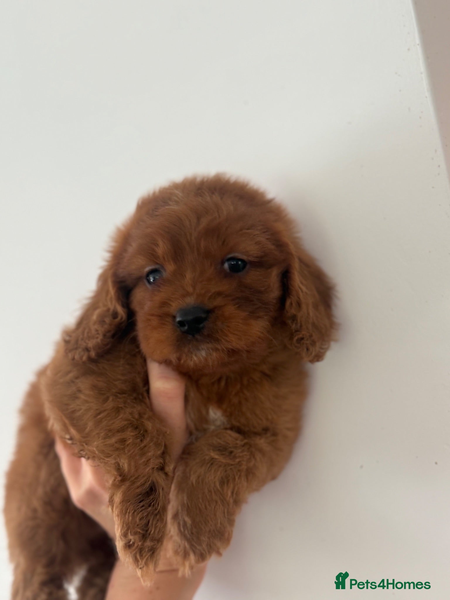 Cavapoo dogs Fully tested Cavapoo’s F1 💙❤️ - Advert 6