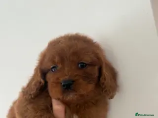 Cavapoo dogs Fully tested Cavapoo’s F1 💙❤️ - Advert 6